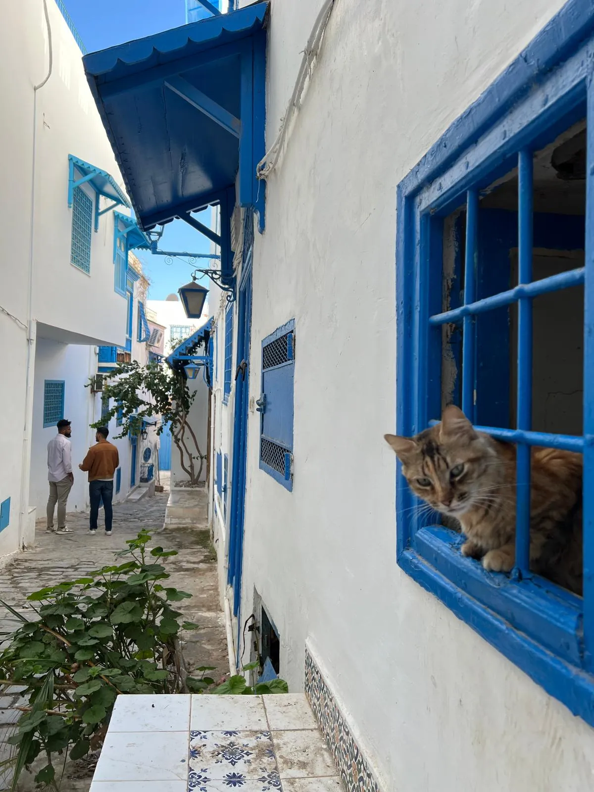 Be Local in Tunis: Medina, Carthage Sidi Bou Said