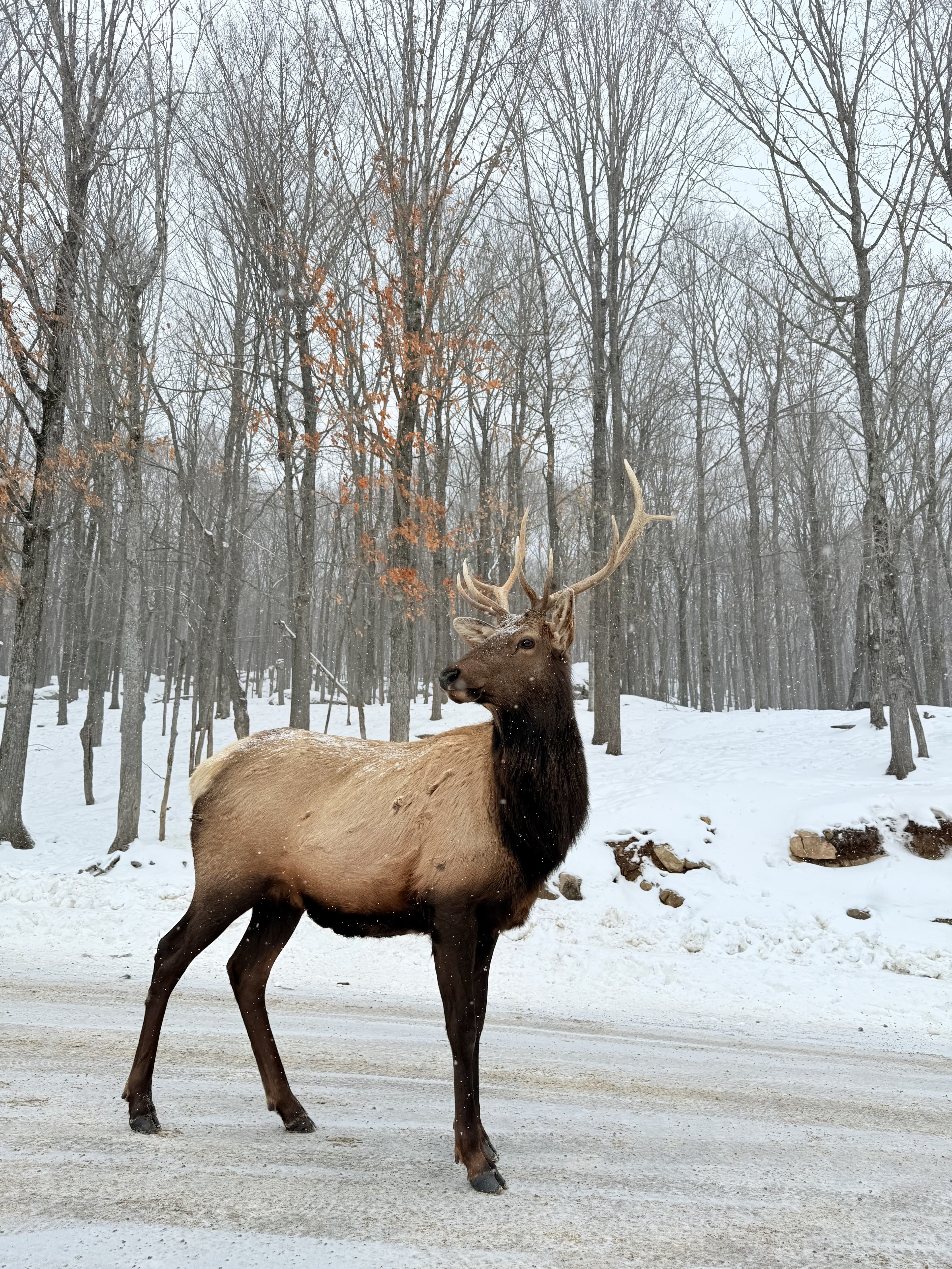 Winter in Québec: Montréal, Tremblant & Omega Park